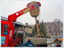 Перевозка большого дерева крупномера с правильно упакованным комом.