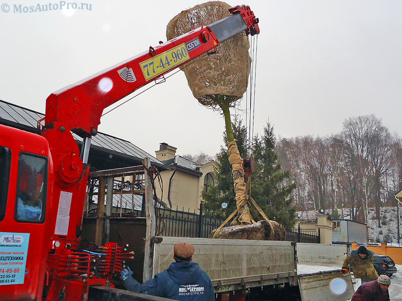 Перевозка большого дерева с использованием манипулятора с мощной стрелой в Сколково.