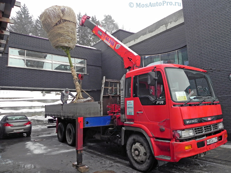 Перевозка крупного дерева манипулятором университет в Сколково.