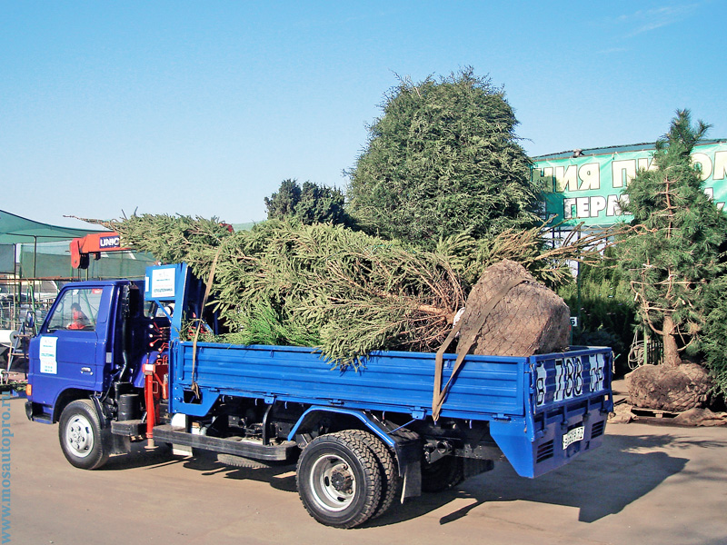 Перевозка двух крупных деревьев с использованием машины с краном манипулятором с рынка Садовод для коттеджного поселка.