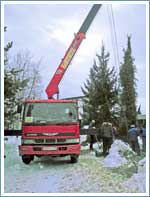 Перевозка крупных деревьев весом более 6 тонн и высотой 8 метров манипулятором в Николо-Урюпино.